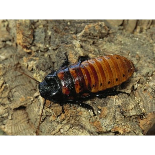 Madagaskaro tarakonai, 1 vnt.